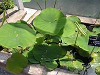 Nelumbo Luteum Flavescens (fam Nelumbonacees) (02) (Photo F. Mrugala)
